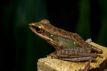 White-lipped Frog (Chalcorana labialis)