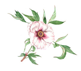 Hand drawn watercolor illustration with white peony tree flower and leaves