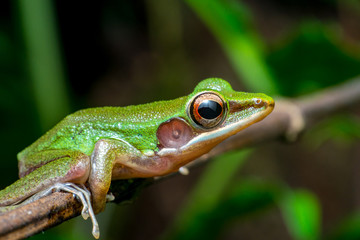 White-lipped Frog (Chalcorana labialis)