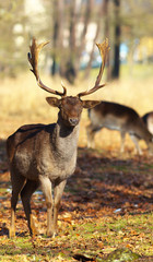 Fallow deer