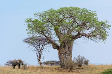 Foto op Plexiglas Baobab Afrikaanse bosolifant (Loxodonta africana) en Baobab, (Adansonia digitata). Ruaha Nationaal Park. Tanzania