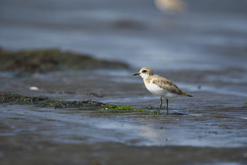 オオメダイチドリ(Greater Sand Plover)