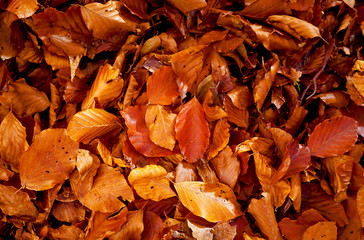 Red and Orange Autumn Leaves, color background.