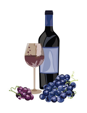 Bottle of Red white and a glass. Fresh grapes watercolor illustration. Vector