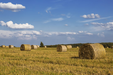 Fototapeta na wymiar Straw rolls on farmer field in the summer