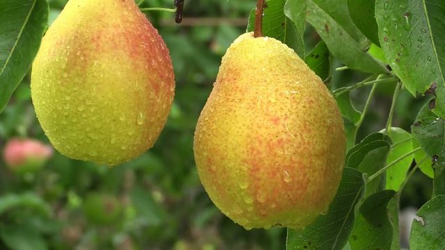 Pear fruits hanging on pear tree in the rain
