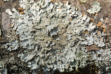green lichen on tree bark