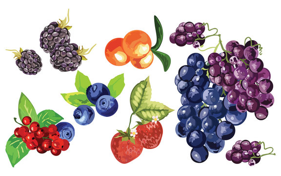 Blackberry, blueberry, cranberry, strawberry and grapes fruit set Vector in Watercolor style