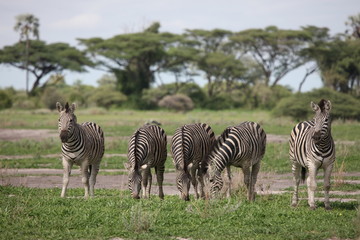 Fototapeta na wymiar Zebra Botswana Africa savannah wild animal picture