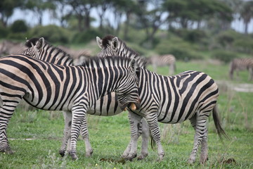 Fototapeta premium Zebra Botswana Africa savannah wild animal picture