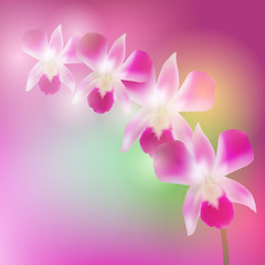 Beautiful Orchids on blurred blue pink background. Vector