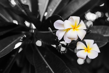 Plumeria atmosphere in the morning after rain