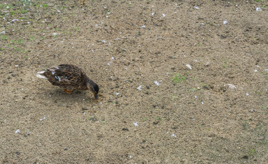 little duckling looking for food