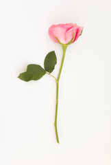 Pink rose with leaves isolated