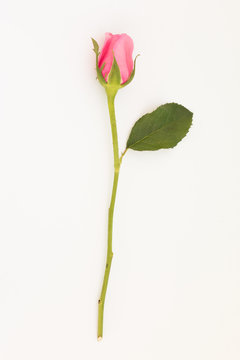 Pink rose with leaves isolated