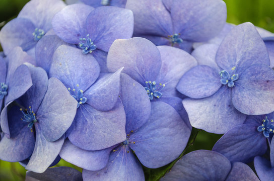 Light Purple Flowers 

