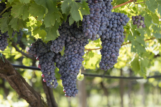 grape and vineyard