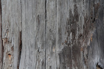 dry wood texture