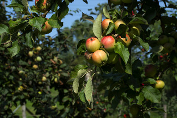 apple trees with ripe apples to harvest time