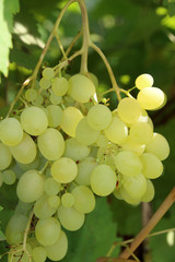 Bunch of a ripe cultivar white grape in the summer garden