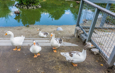 group of geese pond view