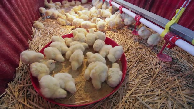 New BornBaby Yellow Chicks at Farm