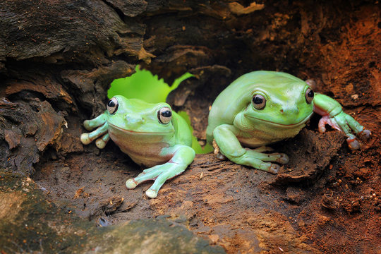 Two javan gliding tree frogs, indonesia