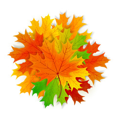 Maple leaves isolated on white background