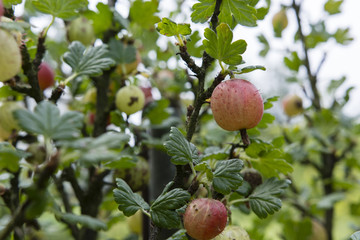 Pink gooseberry on a bush.