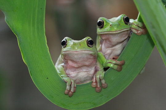 Two javan gliding tree frogs sitting side by side, Indonesia