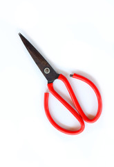 iron scissors for horticulture(flower , tree, garden) isolated w