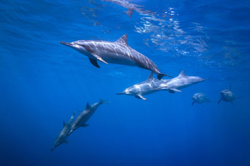 Naklejka premium Dolphin Pod