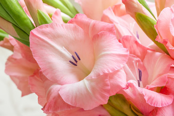 Obraz na płótnie Canvas Bouquet of pink gladioli. Pink flowers.