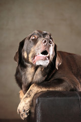 Fototapeta premium Labrador Rottweiler-Mischling