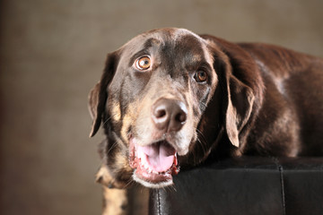 Labrador Rottweiler-Mischling