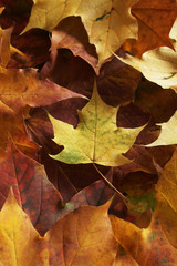 Naklejka na ściany i meble Autumn leaves background texture