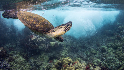 Turtle Diving Under Wave