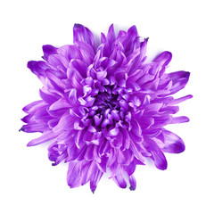 Violet Chrysanthemum Flower