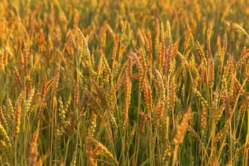 Wheat field. Grain ready for harvest growing in a farm field. Rural life.