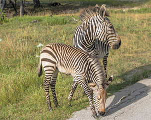 Fototapeta na wymiar Hartmann Mountain Zebra, mother and offspring at the edge of grassland