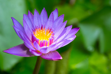 Violet lotus in the glade, Selective focus