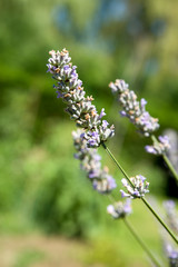 Lavendel