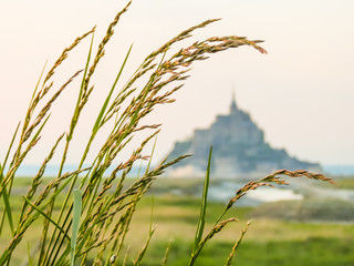 Wild meadow herbs and Mont Saint-Michel as blurred background, France. Selective focus
