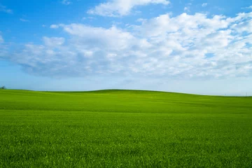 Papier Peint photo Lavable Campagne Green Field with blue sky and white clouds