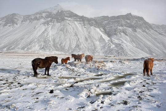 Beautiful shaggy Icelandic horses in winter, Iceland