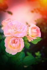 Drei rosa Rosen im Abendlicht