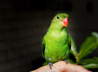 Grüner Papageienvogel mit rotem Schnabel
