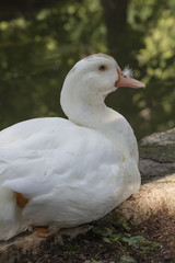 muscovy ducks
