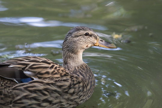 brown duck anas castanea