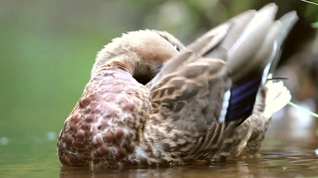 Cinemagraph seamless motion loop video background of an adorable and cute female mallard. She opens and closes her eye. The rest is frozen in time. Location: Lund, Sweden.
